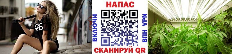 Купить Теберда Конопля семена
